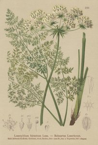 Laser de Haller (Laserpitium hirsutum, Laserpitium halleri, Laserpitium panax)