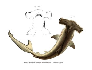 Requin marteau