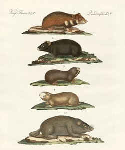 Hamsters et campagnols - German School