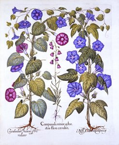 Campanule et liseron, de Hortus Eystettensis, par Basil Besler, pub. 1613 - German School