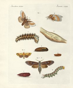 Papillons nuisibles