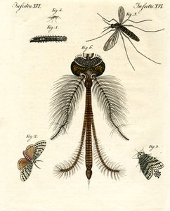 Insectes nuisibles