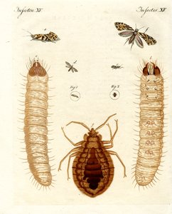Insectes nuisibles