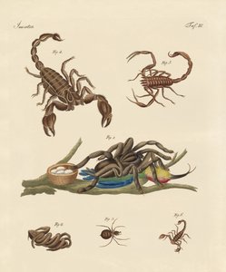 Insectes nuisibles des pays chauds