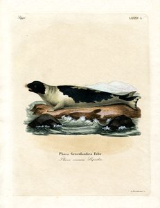 Phoque du Groenland