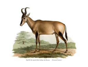 Bubale, 1860