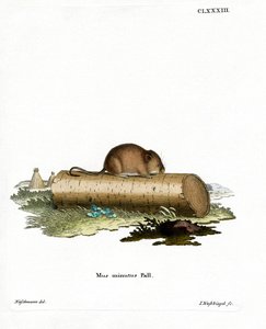 Souris des moissons