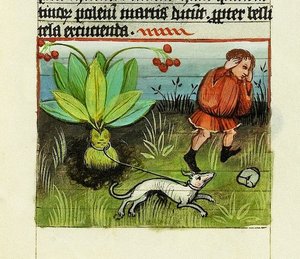 Récolte de Mandragore, De Rerum Naturis - Rabanus Maurus, c.1425 (gouache sur vélin)