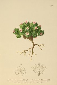 Androsace de Hausmann