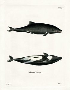 Dauphin de Heaviside