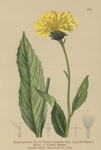 Crépide des montagnes - German School