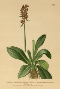 Saxifrage à feuilles de piloselle (Saxifraga hieraciifolia) - German School