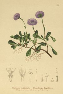 Globulaire à feuilles cordées (Globularia cordifolia)