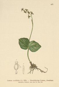 Listère à feuilles cordées (Listera cordata, Listera cordifolia, Neottia cordata)