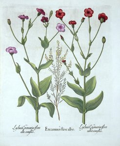 Bruyère et deux types de lychnis, de Hortus Eystettensis, par Basil Besler (1561-1629), pub. 1613 - German School