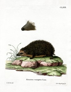 Hérisson