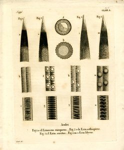Hérisson