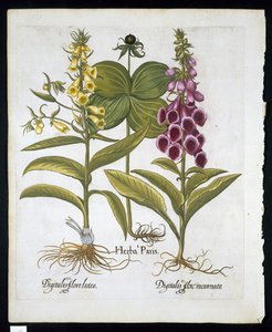 Herbe Paris (Solanum quadrifolium), Digitale pourpre (Digitalis purpurea) Grande digitale jaune de Hortus Eystettensis par Basil Besler (1561-1629) publié en 1613