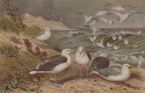 Goéland argenté et Goéland marin, planche de Brehms Tierleben: Allgemeine Kunde des Tierreichs, vol.6, p.108, publié par Bibliographisches Institut, 1892