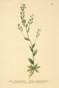 Drave de Thomas (Draba Thomasii)