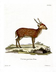 Cerf-cochon - German School