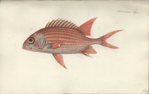 Holocentrus ascensionis, avant 1790