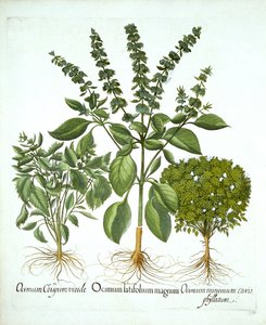 Basilic sacré, et deux autres variétés de basilic, de "Hortus Eystettensis", par Basil Besler - German School