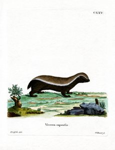 Ratel - German School