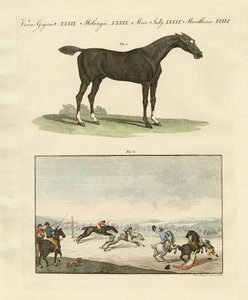 Courses de chevaux en Angleterre - German School