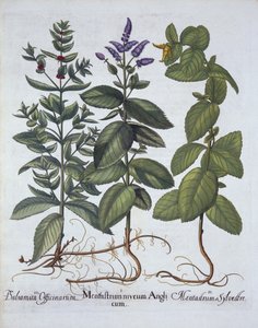 Menthe chevaline et menthe verte, de Hortus Eystettensis, par Basil Besler (1561-1629), pub. 1613