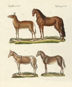 Chevaux et ânes