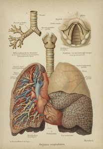 Organes respiratoires humains