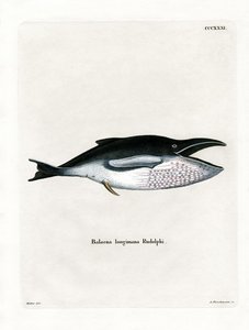 Baleine à Bosse - German School
