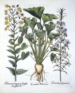 i. Concombre éclatant, ii. Épervière à feuilles étroites, iii. Romarin, de Hortus Eystettensis, par Basil Besler (1561-1629), pub. 1613 - German School