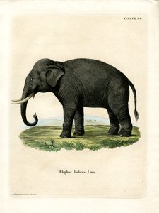 Éléphant indien - German School