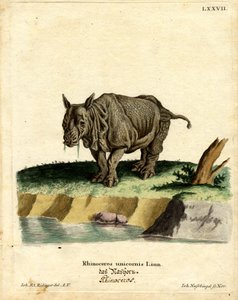 Rhinocéros indien