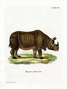 Rhinocéros indien