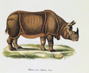 Rhinocéros indien, de Mammifères illustrés de la Nature avec descriptions, par Johann Christian Daniel von Schreber, gravure et dessin par A Fleischmann, volume 6-7, table 317-D-D, Allemagne