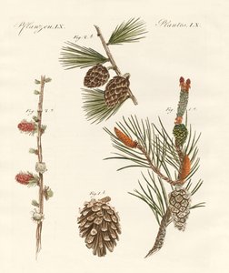 Bois conifères indigènes