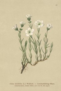 Sabuline des Alpes internes (Alsine laricifolia, Minuartia laricifolia, Arenaria laricifolia)