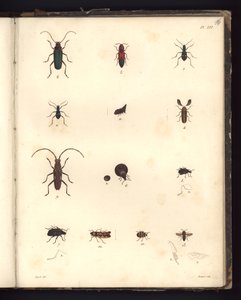 Insecta, Pl. XVI, illustration de Recueil d