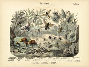 Insectes