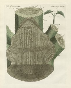Trou interne de la plante de haricot commun (gravure en couleur)