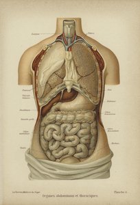 Organes internes de l