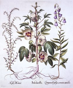 Jamaica Sorrel, Bellflower et Prickly Saltwort, de Hortus Eystettensis, par Basil Besler, pub. 1613 - German School