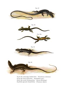 Lézard des herbes japonais