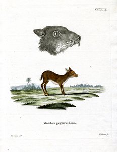 Chevrotain de Java - German School