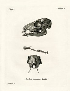 Chevrotain de Java - German School