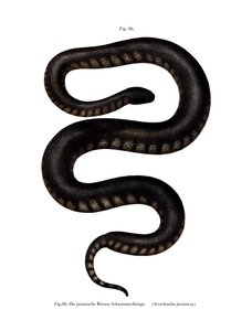 Serpent fichier de Java