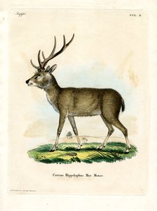 Rusa de Java - German School